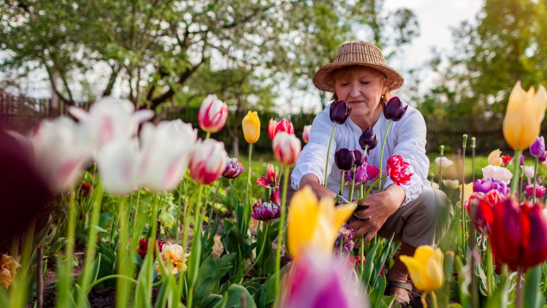 older adult spring