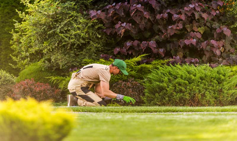 Gardener trimming plants in garden.