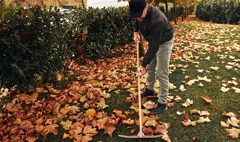 Man racking the leaves