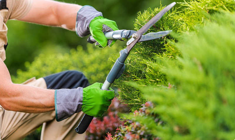 A man wearing gloves trims a hedge using a pair of garden scissors in a well-maintained yard.